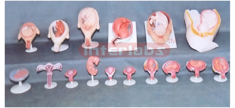 HUMAN PREGNANCY SERIES MODEL (16 PCS / SET)